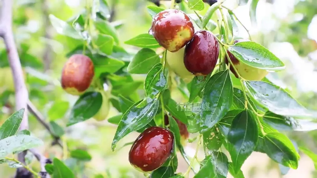 金风染行唐 秋分话丰年