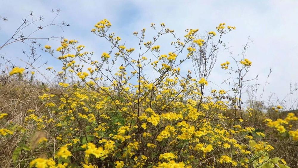 行唐县上闫庄乡:金菊披山野 秋色入画图